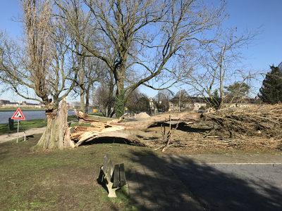 853606 Afbeelding van een, tijdens de drielingstorm Dudley, Eunice en Franklin, gevelde boom langs het wandelpad in het ...